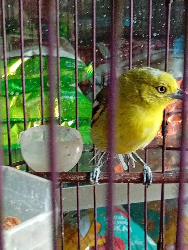 Burung cipaw udh mangil nama
