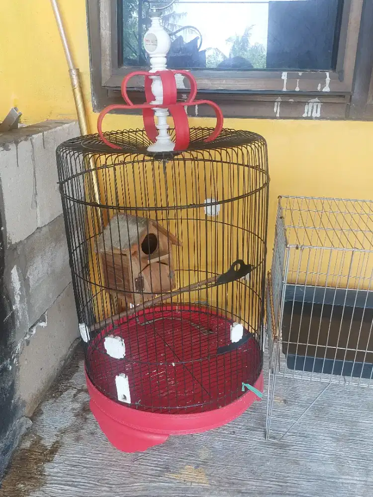 Sangkar Besi Jumbo ukuran 42 cm