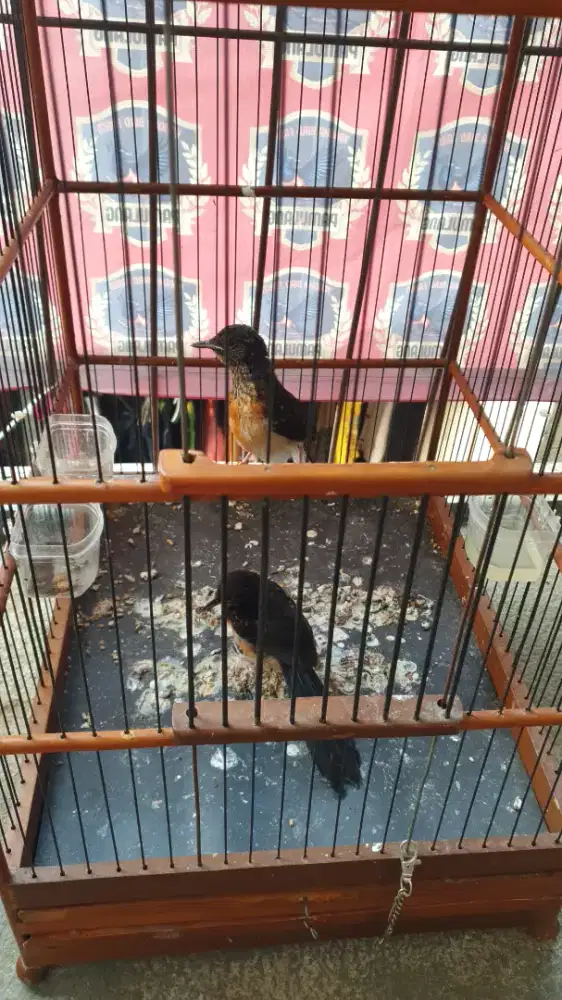 Murai Trotol Trah Bahorok