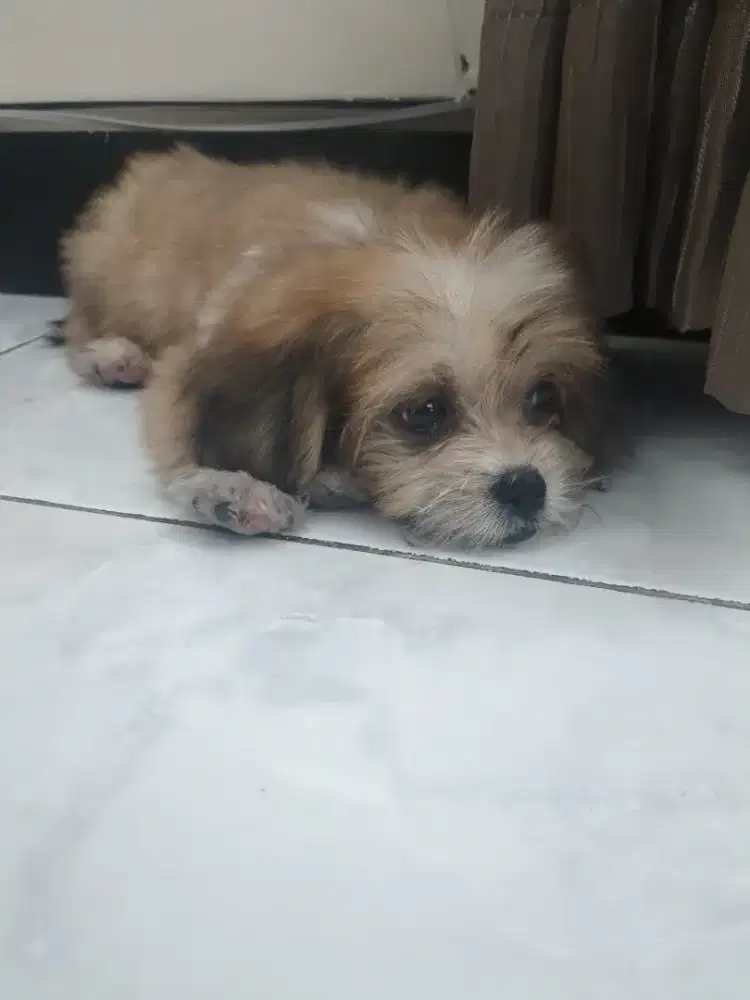 Open Adopt Anjing ShihTzu Betina 2 Bulan