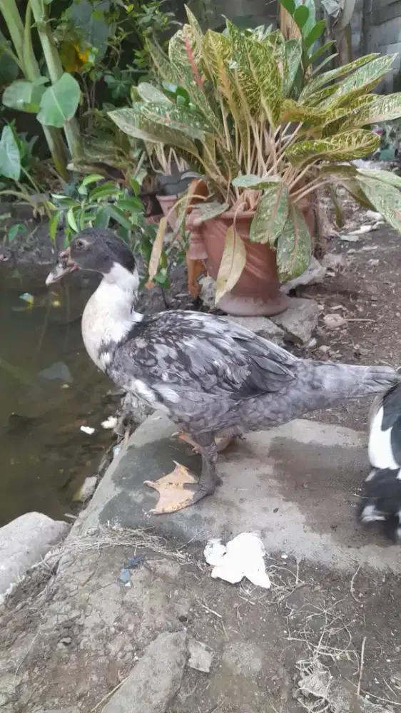 Entok bebek minti