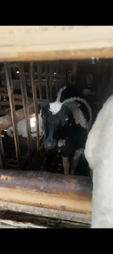 Jual Domba sepasang 2 ekor 3 bulanan