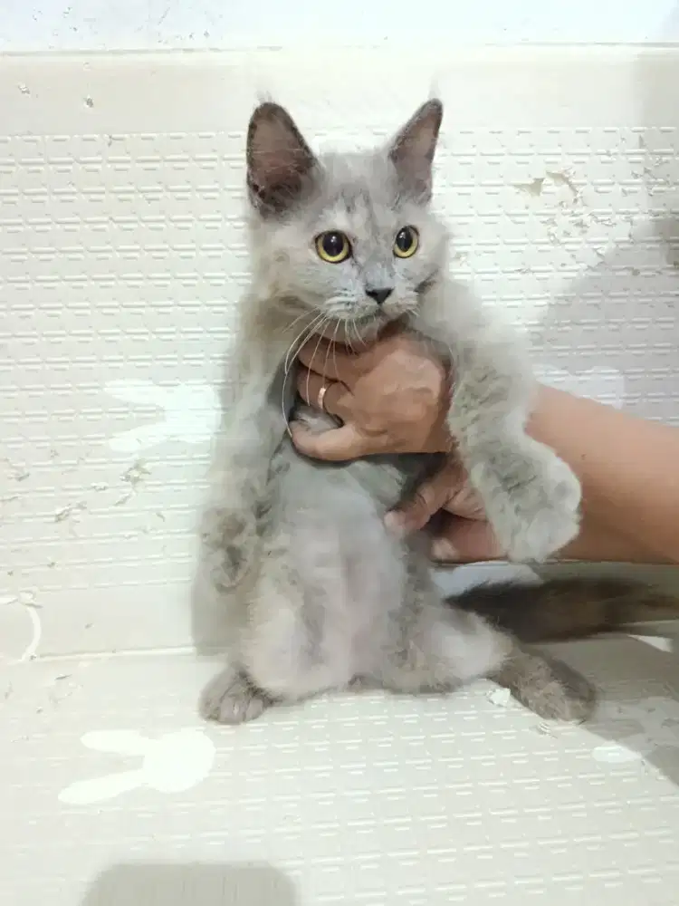 Open persian abu