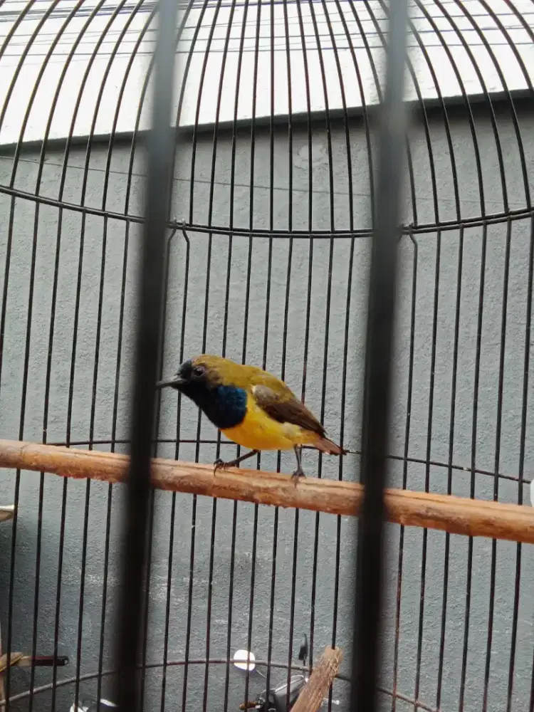 Burung shogon jantan