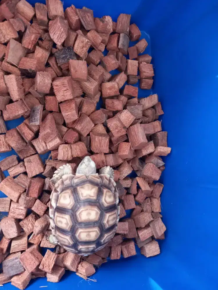 Sulcata Raja kura darat