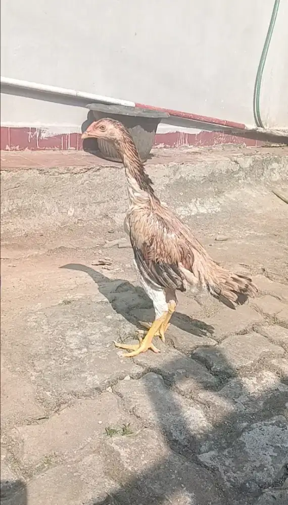 Ayam bangkok calon biang