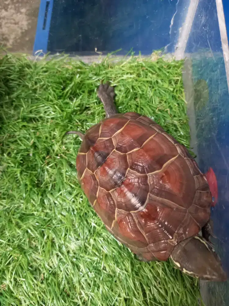 Cyclemys turtle