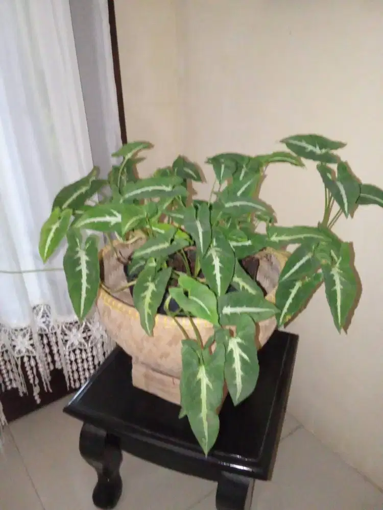 Hias Daun Hijau Indoor/Outdoor Ukuran Kecil-Sedang + Takakan Kayu Mer