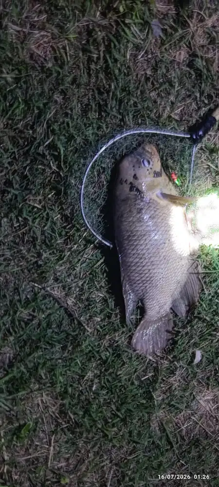 Dijual 2 Ekor Ikan Gurami Hidup  Berat @ 5 Kg