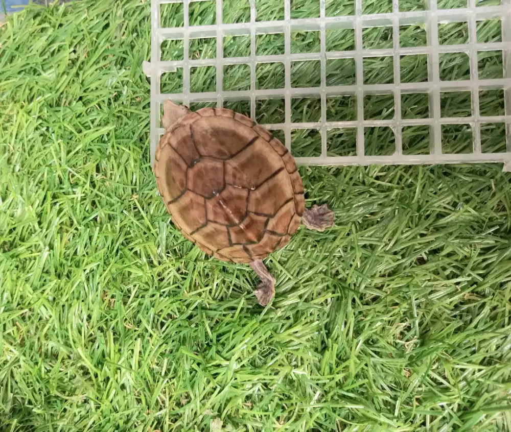 Stinkpot / common musk turtle