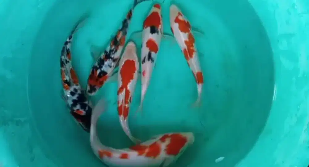 Dijual Paket ikan koi 6 ekor size-+17-20cm