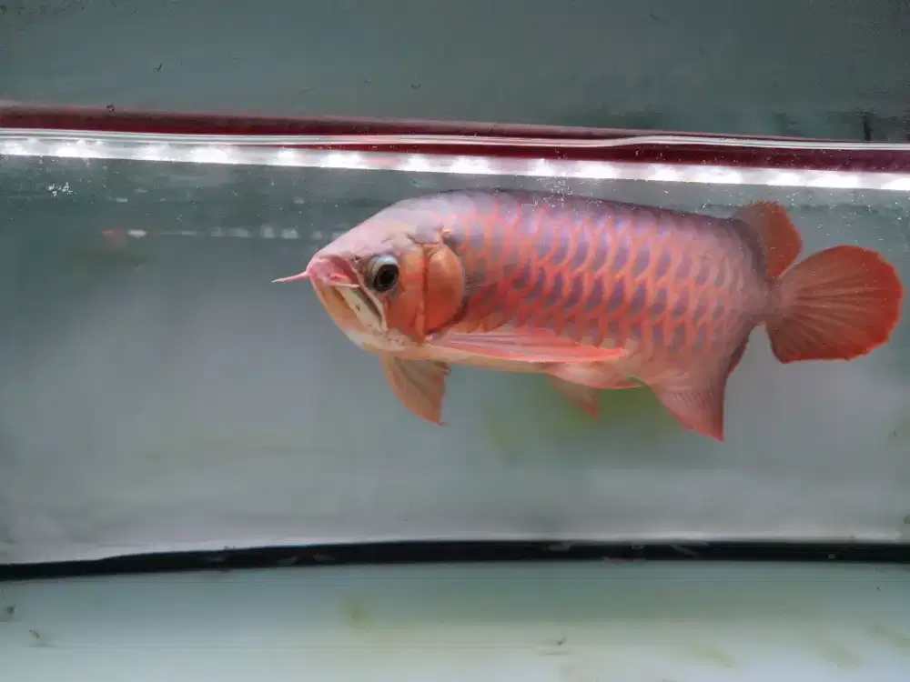 Arwana Super Red Jumbo
