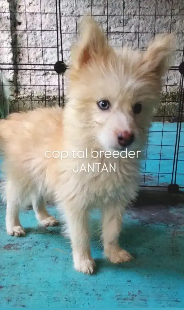 SIBERIAN HUSKY MIX JANTAN