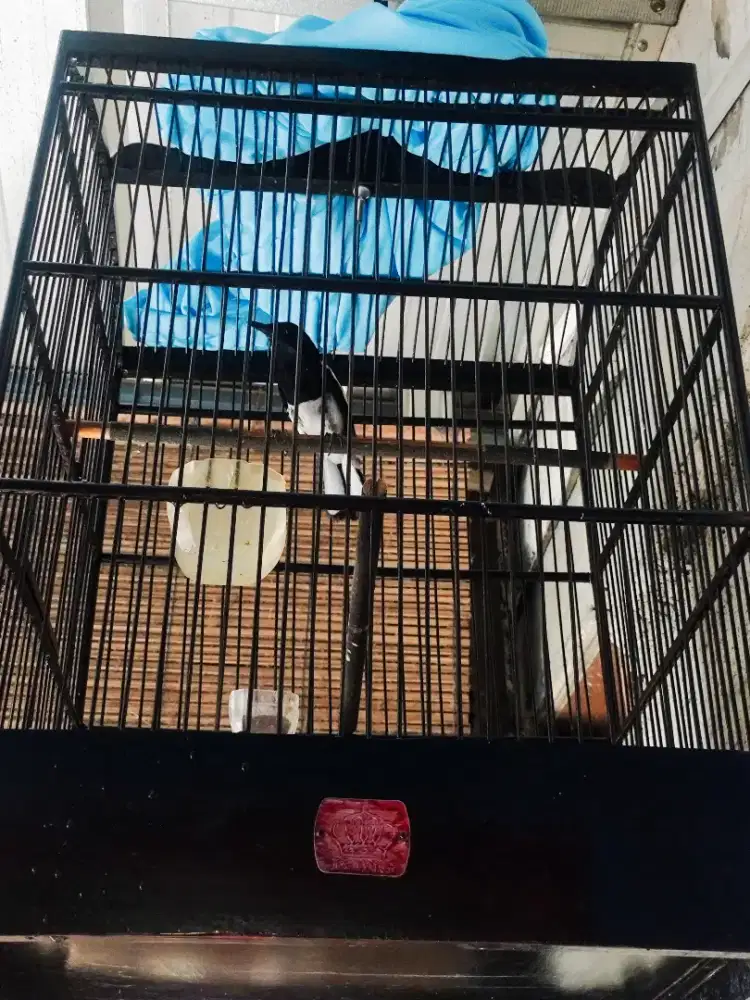Burung Kacer  Jabar Full Sett