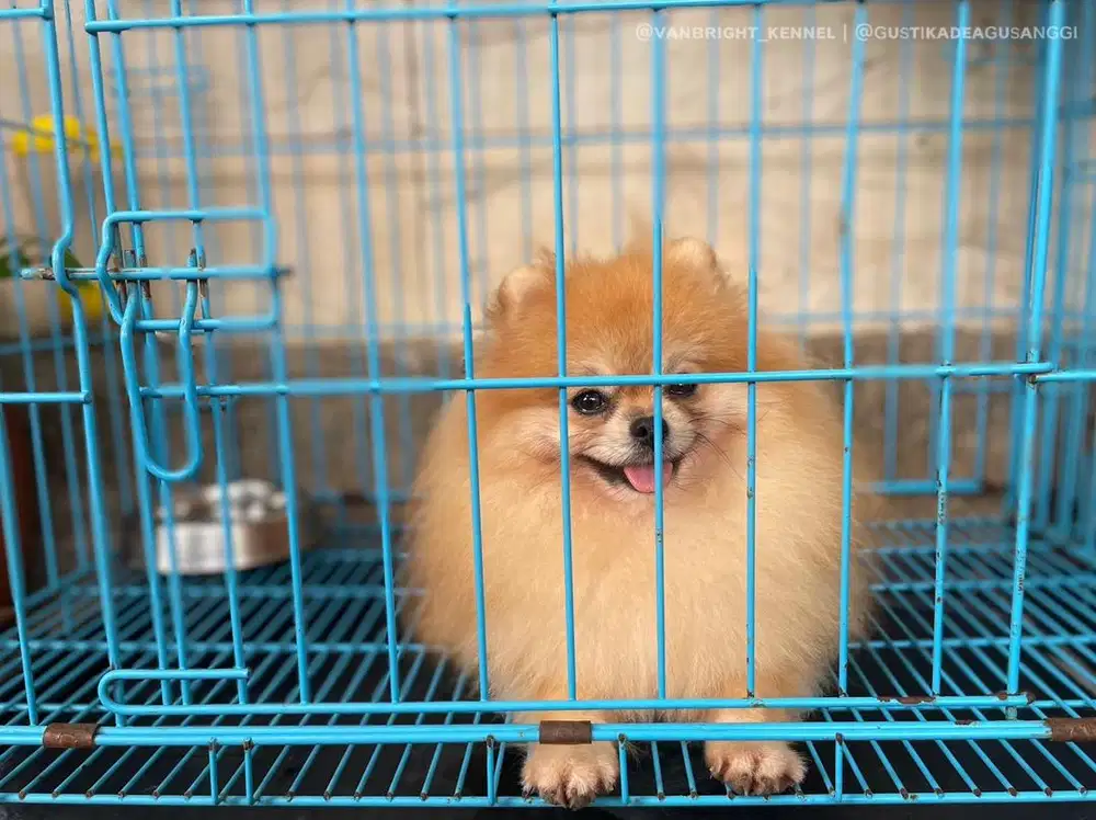Pomeranian Orange