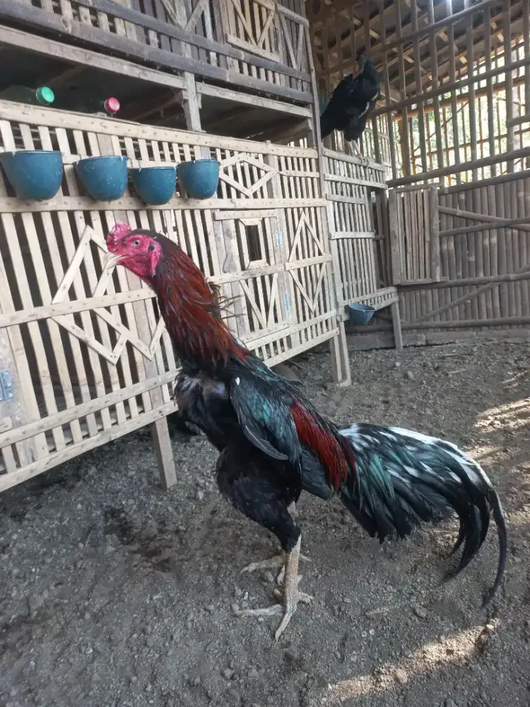 Di jual ayam bangkok