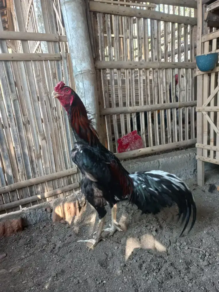 Ayam jago bangkok