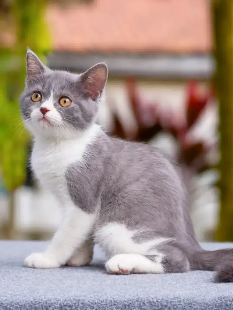 British Shorthair mixbreed