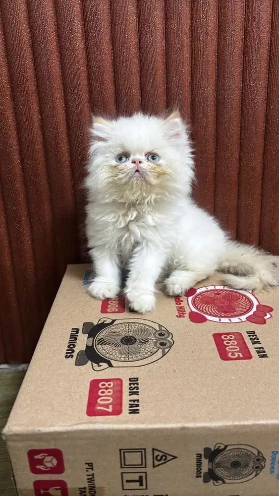 Kitten peaknose