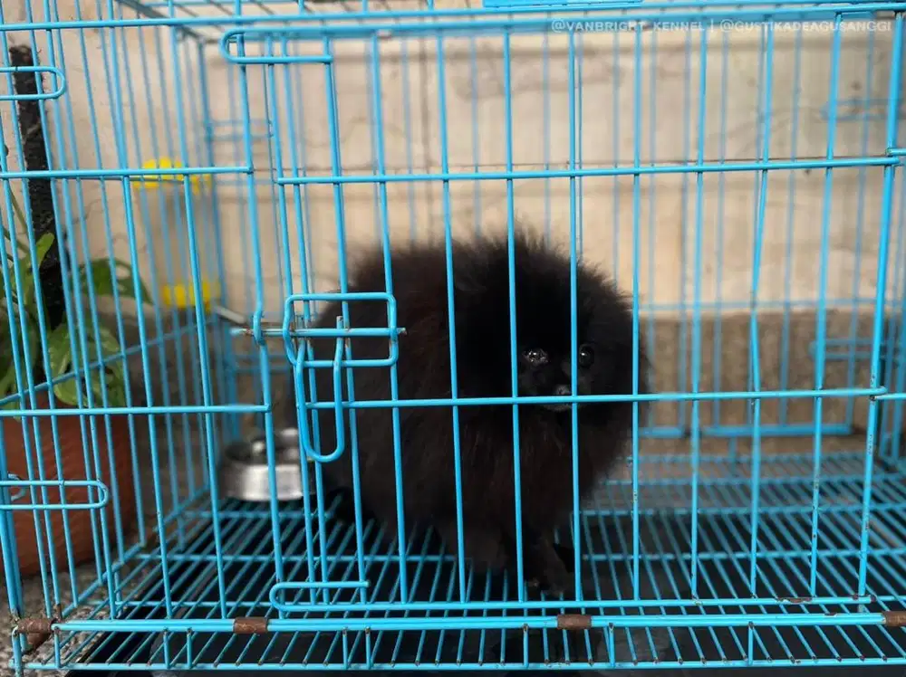 Pomeranian Hitam