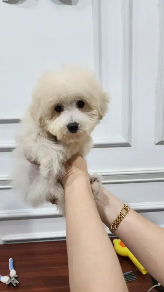 Anakan Poodle Murahh