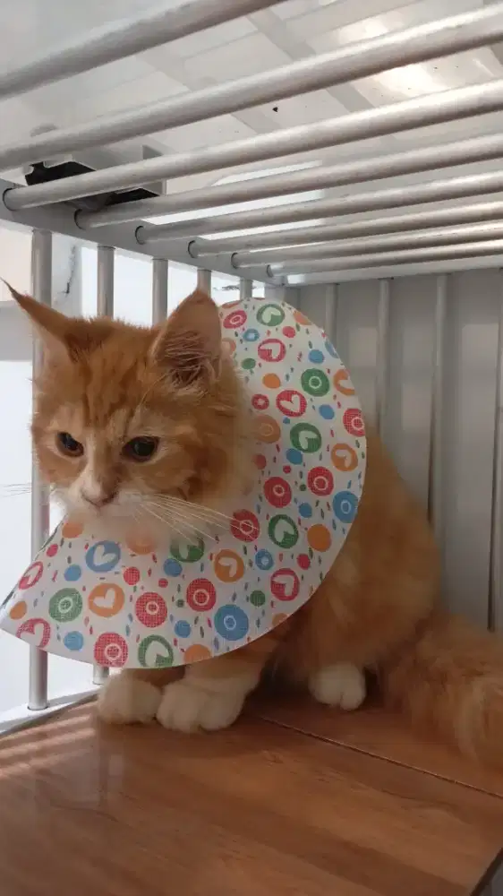 Lepas adopt bermahar