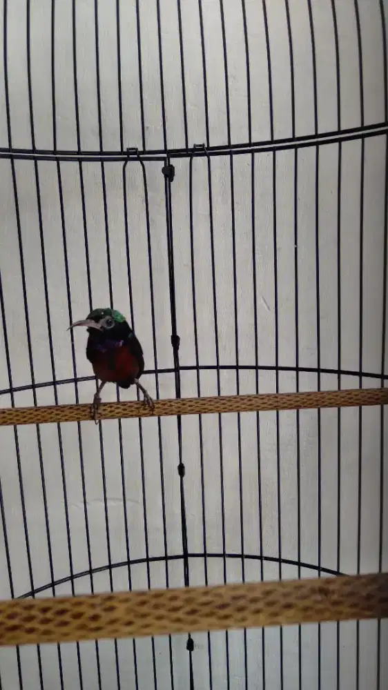 Burung Kolibri Ninja / Konin