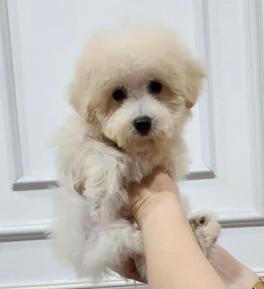 Anakan Poodle Murahhh