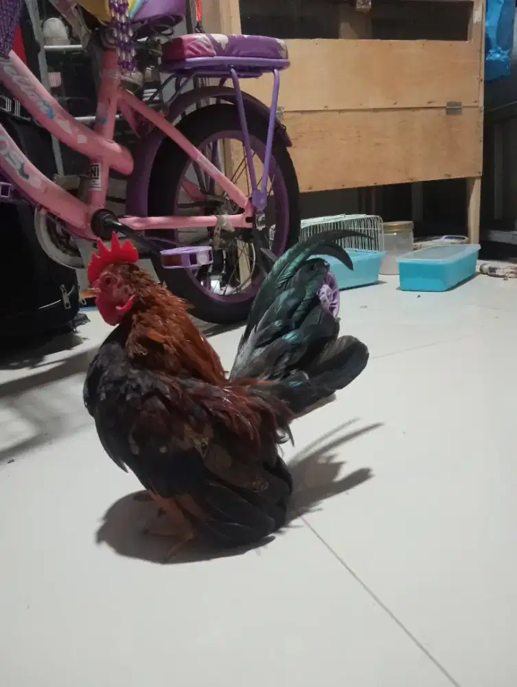 Ayam Serama jantan usia 4 bulan