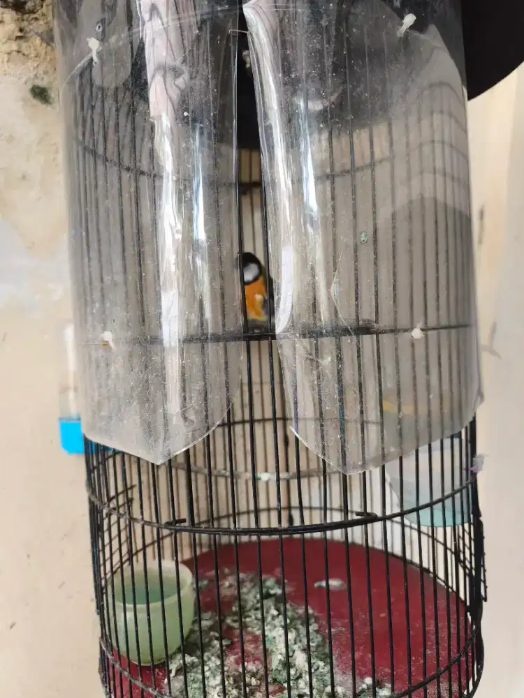 Burung bimoli voer total