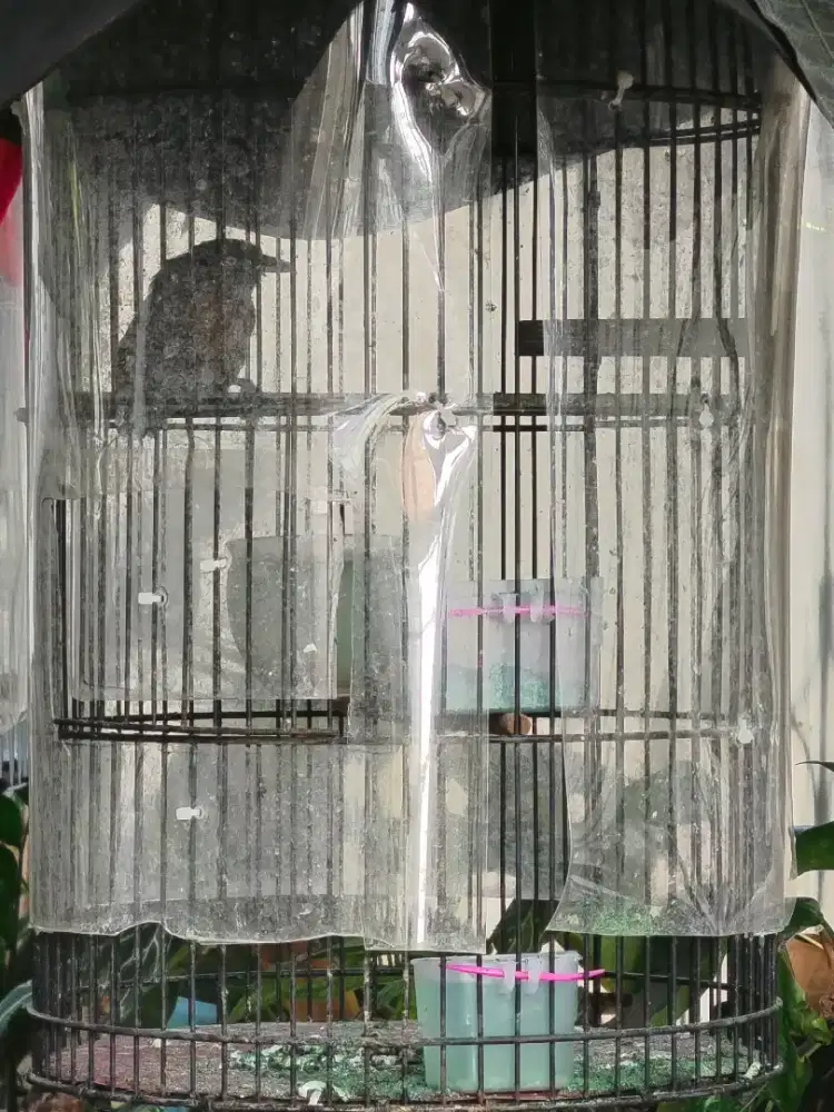 Burung tepus kepala abu