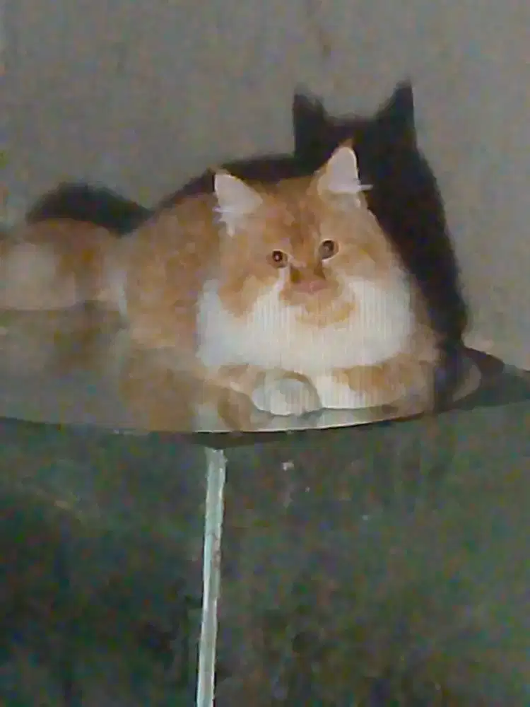 Persia jantan bigbone