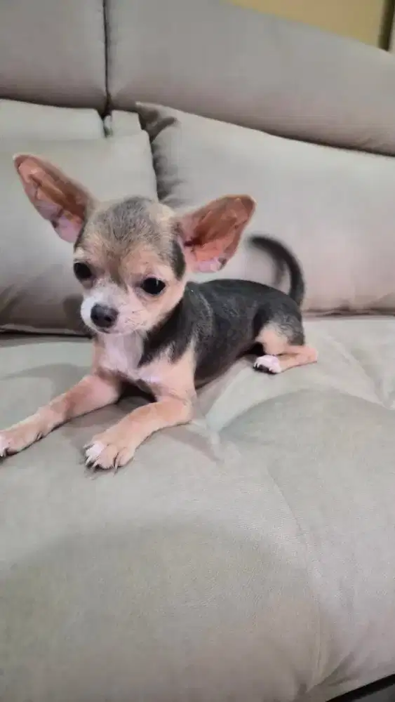 Chihuahua cihuahua blue tan betina mini STB