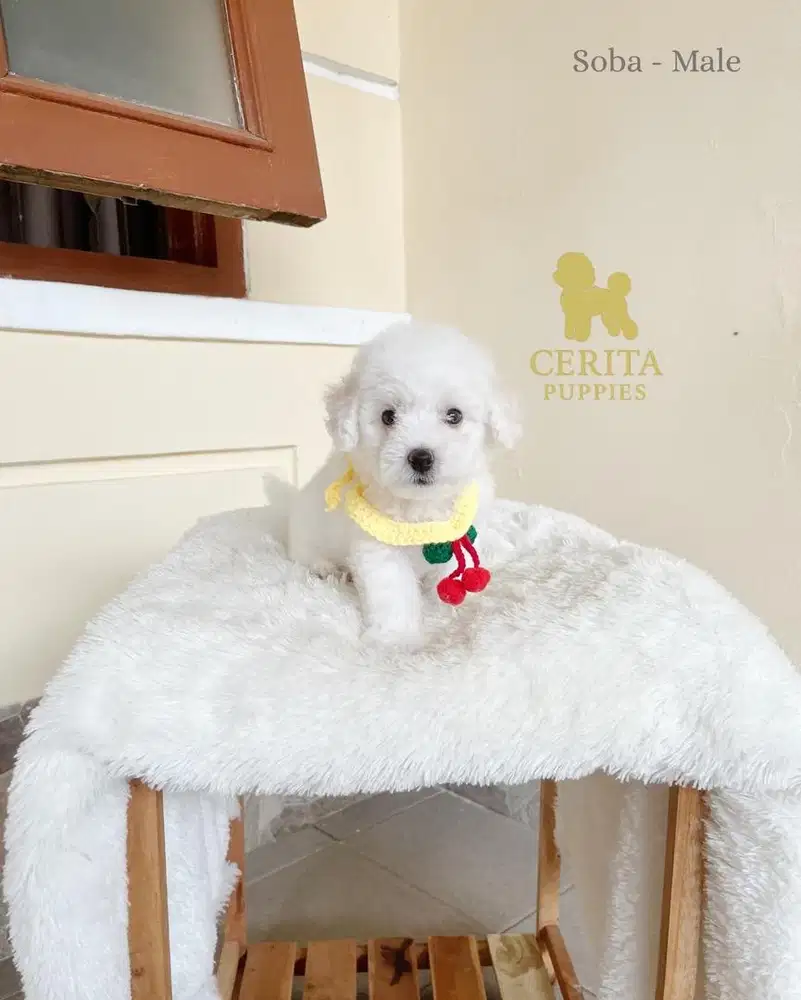 JUAL BICHON FRISE X POODLE GOOD QUALITY - SOBA