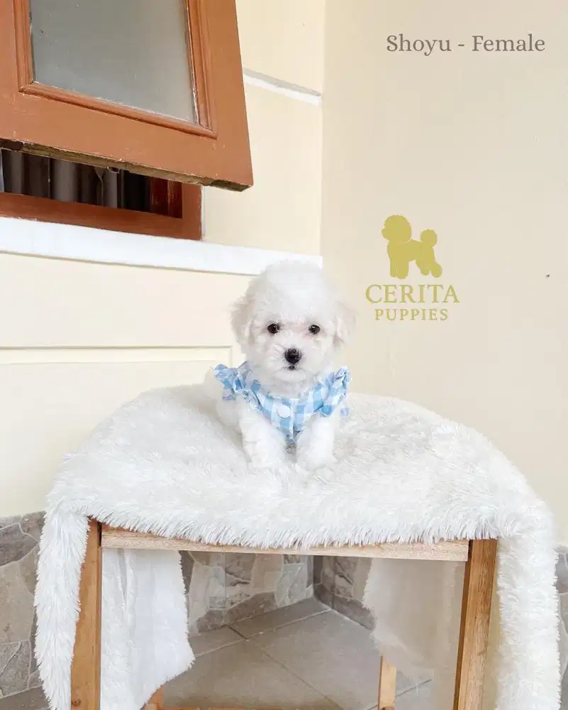 JUAL BICHON FRISE X POODLE GOOD QUALITY - SHOYU