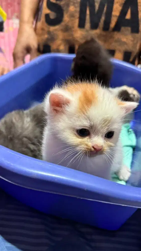 Anak kucing 1 bulan