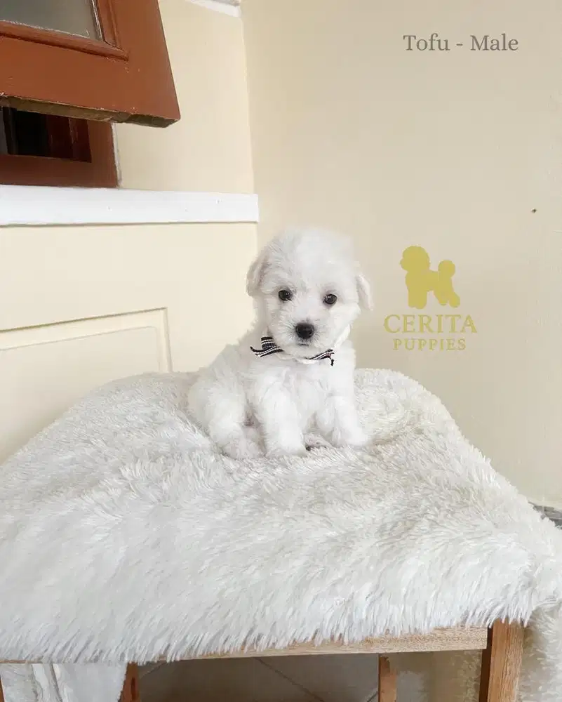 JUAL BICHON FRISE X POODLE GOOD QUALITY - TOFU