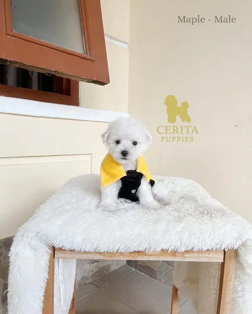 JUAL BICHON FRISE X POODLE GOOD QUALITY - MAPLE