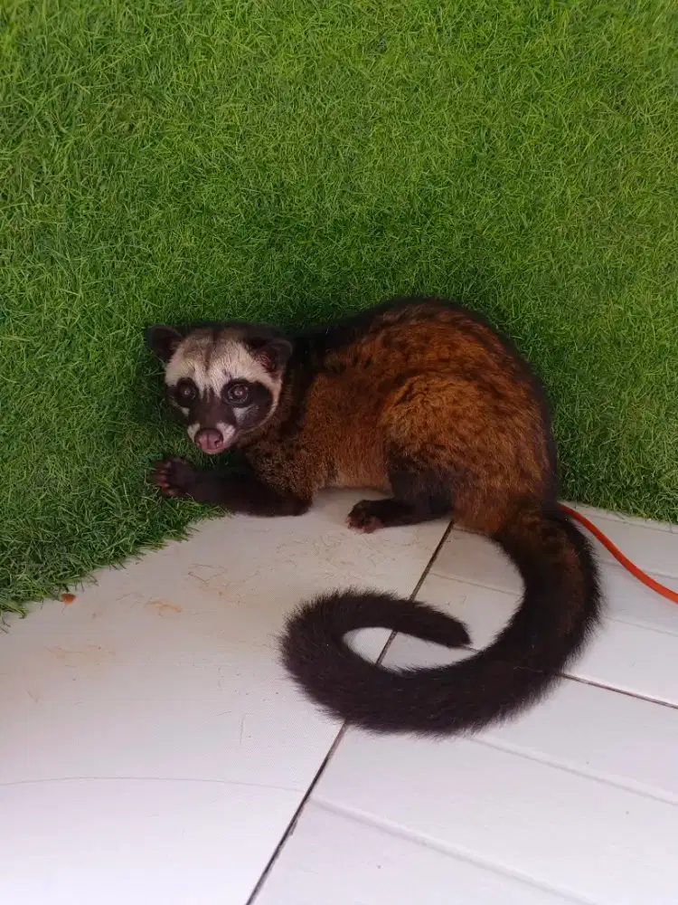 Hewan peliharaan jinak musang