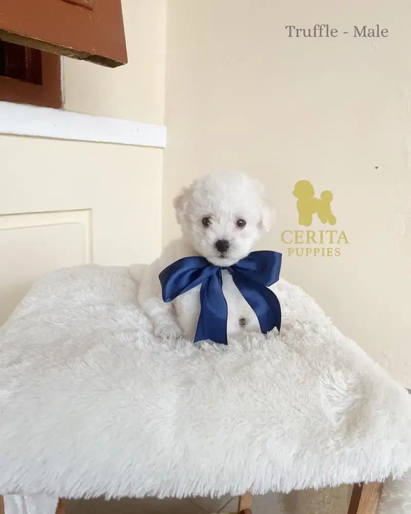 JUAL BICHON FRISE X POODLE GOOD QUALITY - TRUFFLE