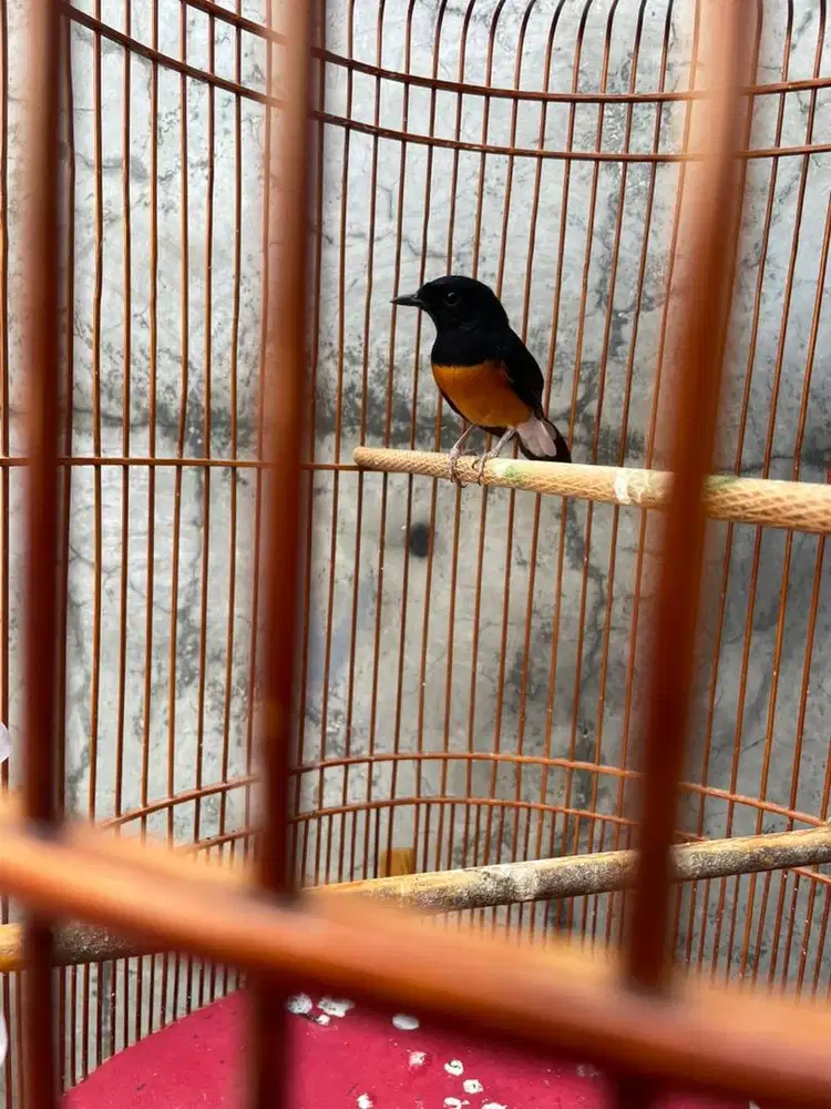 Burung Murai Batu