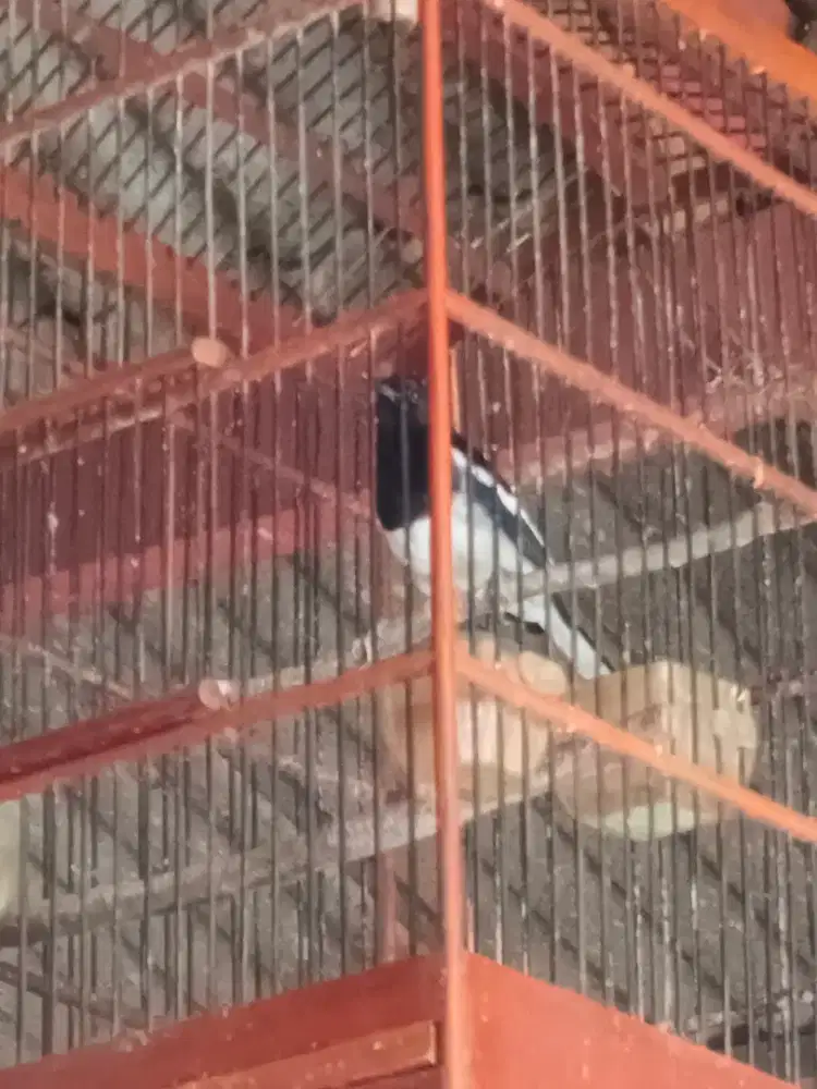 Kacer Dada Putih Gacor