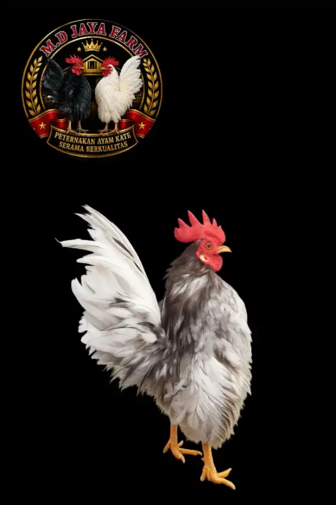 Jantan serama dewasaa