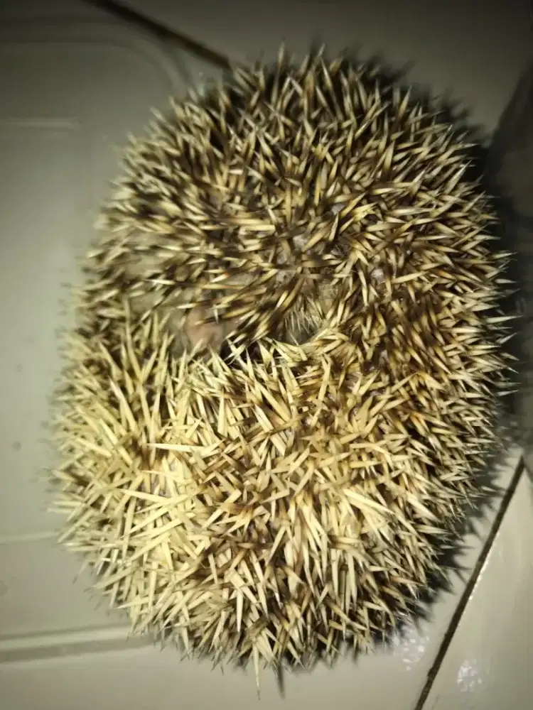 Landak mini sehat