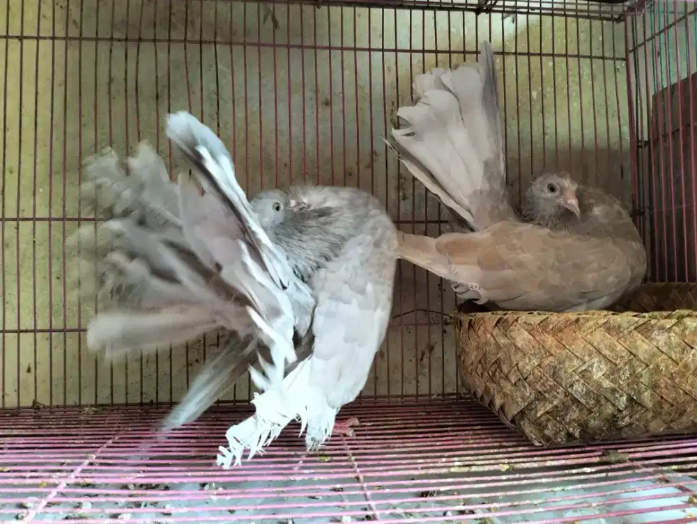 Merpati Indian Fantail warna Silver - Langka