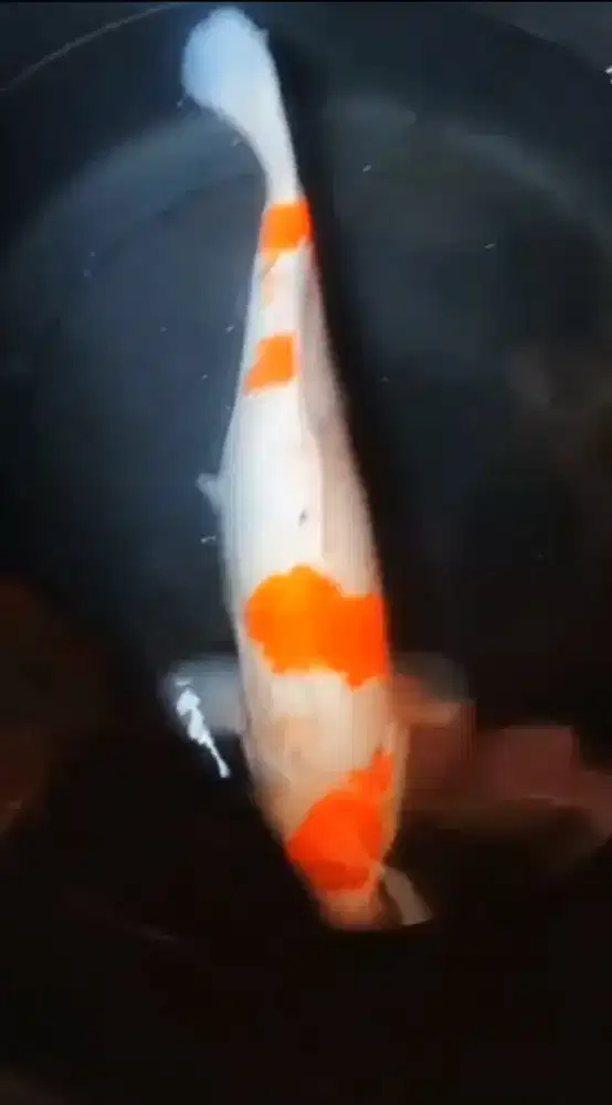 Jual indukan koi betina size-+45cm