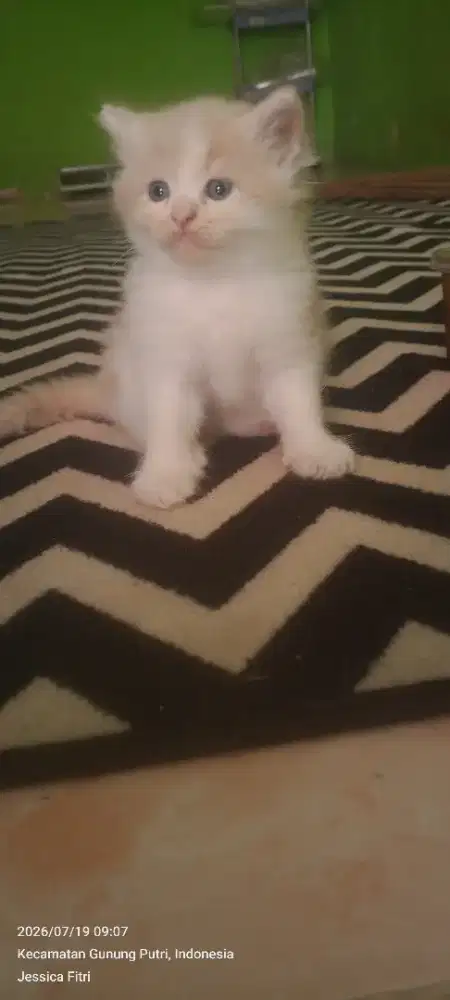 Kitten Persia Flatnose