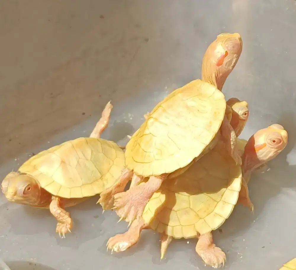 RES Albino Baby