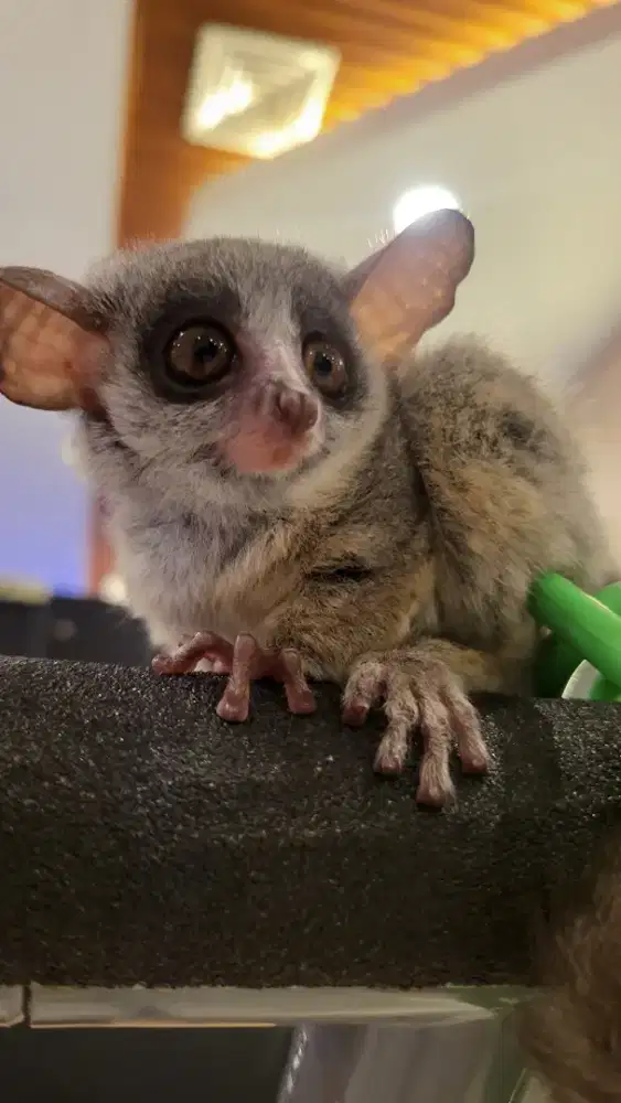 Bush baby joey male