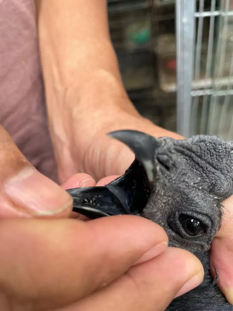Ayam cemani jantan lidah hitam